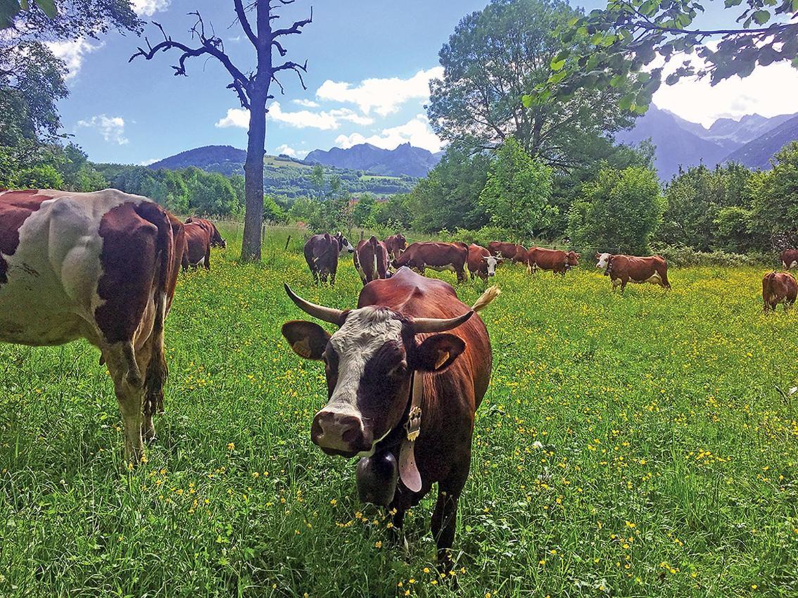 L'Ourserie Bed & Breakfast Saint-Paul-en-Chablais Esterno foto